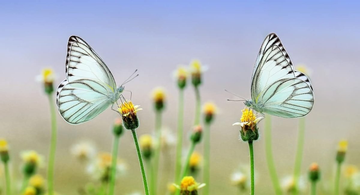 butterfly-1127666_1280