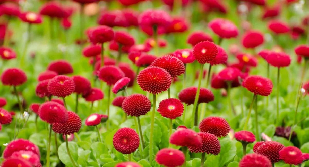 flower-275969_1920