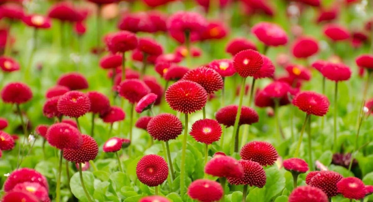 flower-275969_1920