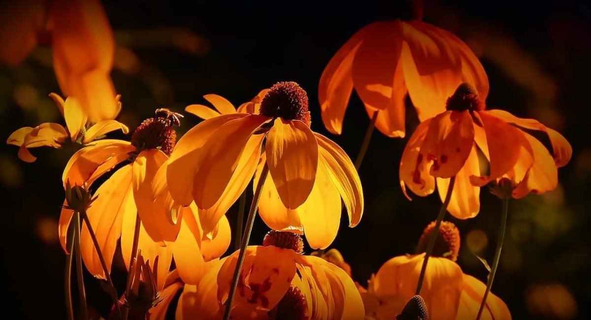 flowers-3215188_1280