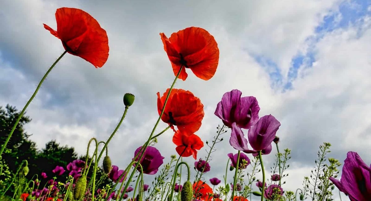 poppies-3409873_1920