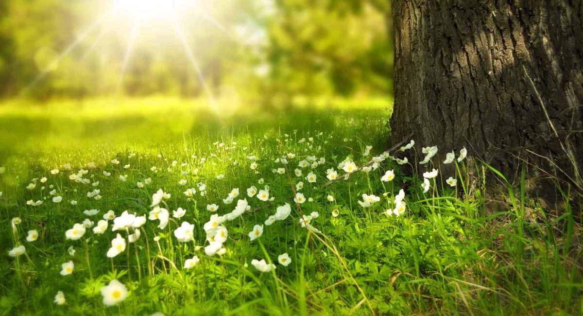spring-276014_1920 (1)
