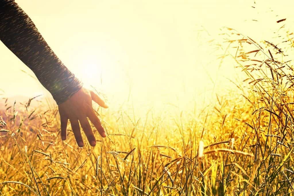 hands, grasses, sunset